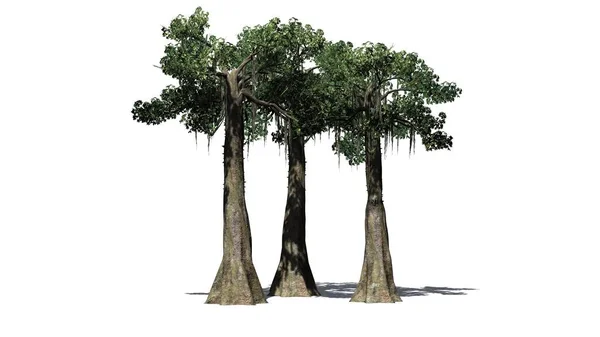 Katta Beyaz Arka Plan Üzerinde Izole Gölge Ağaçlarıyla Kapok — Stok fotoğraf