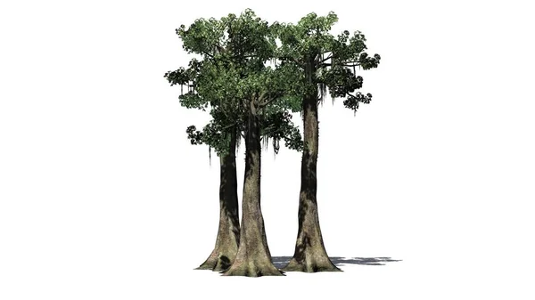Kapok Drzewo Klastra Cienia Piętrze Białym Tle — Zdjęcie stockowe