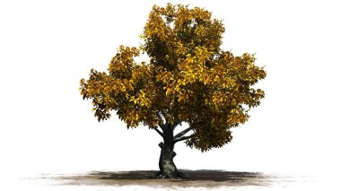 Beyaz arka plan üzerinde izole bir kum alanında - Güz Amerikan kayın ağacı