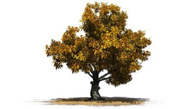 Beyaz arka plan üzerinde izole bir çim alanda - Güz Amerikan kayın ağacı