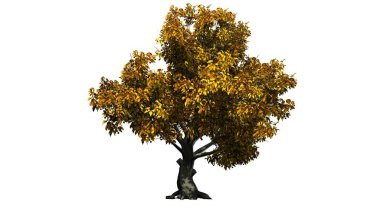 Amerikan kayın ağacı sonbahar-beyaz arka plan üzerinde izole