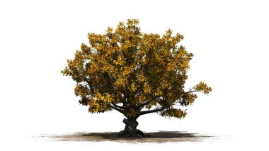 Beyaz arka plan üzerinde izole bir kum alanında - Güz tek Amerikan kayın ağacı