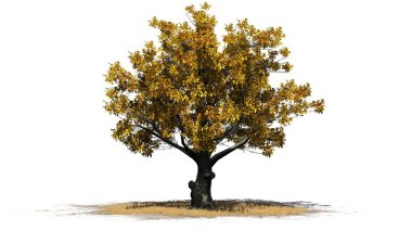 Beyaz arka plan üzerinde izole bir çim alanda - Güz Amerikan kayın