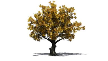 Katta - beyaz arka plan üzerinde izole gölgeli sonbaharında Amerikan kayın