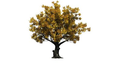 Sonbahar-beyaz arka plan üzerinde izole Amerikan kayın