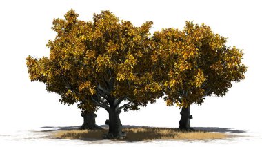 Amerikan kayın ağacı kümede beyaz arka plan üzerinde izole bir çim alan - Güz