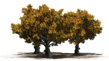 Amerikan kayın ağacı kümede bir kum alanı - beyaz arka plan üzerinde izole Güz