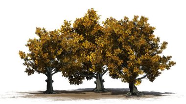 Beyaz arka plan üzerinde izole bir kum alanında - Güz Amerikan kayın ağaçlarının