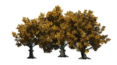 Amerikan kayın ağaçları sonbahar-beyaz arka plan üzerinde izole