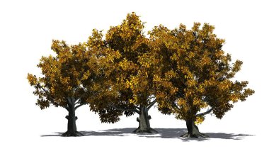 Amerikan kayın ağaçlarının gölge katta - beyaz arka plan üzerinde izole ile sonbaharda