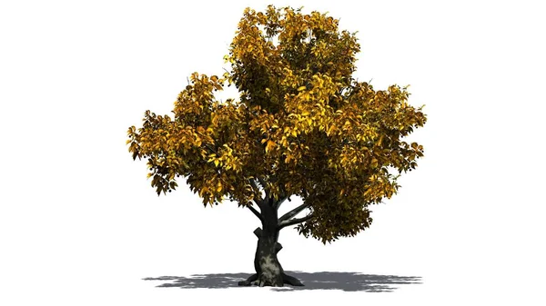 Amerikanskt Beech Tree Höst Med Skugga Golvet Isolerad Vit Bakgrund — Stockfoto