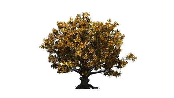sonbahar-beyaz arka plan üzerinde izole tek Amerikan kayın ağacı