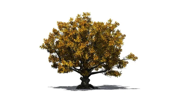 katta - beyaz arka plan üzerinde izole gölge ile sonbaharda tek Amerikan kayın ağacı