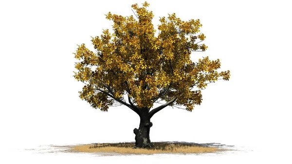 Beyaz arka plan üzerinde izole bir çim alanda - Güz Amerikan kayın