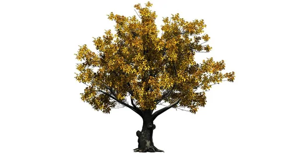 Sonbahar-beyaz arka plan üzerinde izole Amerikan kayın