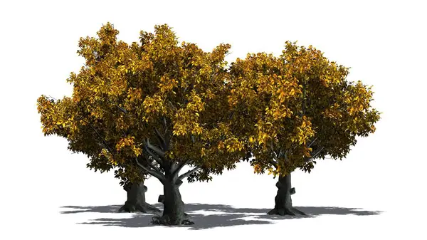 Amerikan kayın ağacı kümesinde gölge beyaz arka plan üzerinde izole katı - on ile sonbahar