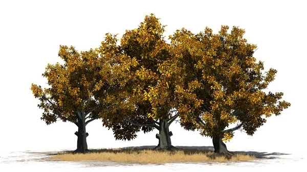 Sonbaharında Amerikan kayın ağaçta beyaz arka plan üzerinde izole bir çim alan-