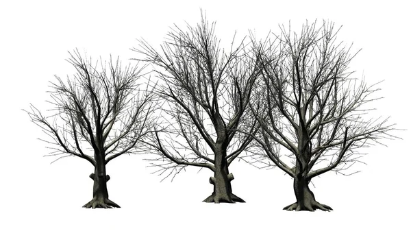 Amerikan Kayın Ağaçlarının Kışın Beyaz Arka Plan Üzerinde Izole — Stok fotoğraf