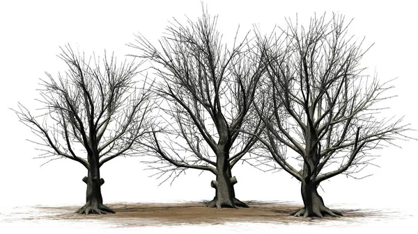 American Οξιά Δέντρα Χειμώνα Μια Άμμο Περιοχή Που Απομονώνονται Λευκό — Φωτογραφία Αρχείου