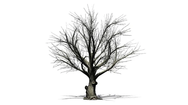 Αμερικανική Οξιά Δέντρο Χειμώνα Σκιά Στο Πάτωμα Απομονώνονται Λευκό Φόντο — Φωτογραφία Αρχείου