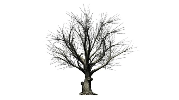 白い背景の分離 冬にアメリカのブナの木 — ストック写真