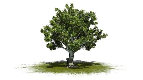 Американское Буковое Дерево Зеленой Зоне Изолировано Белом Фоне — стоковое фото