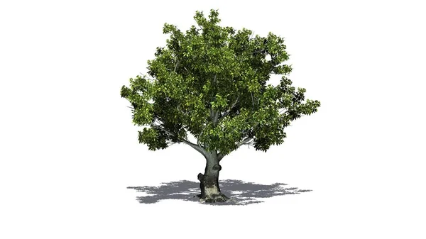 Amerikan Kayın Ağacı Gölge Beyaz Bir Arka Plan Üzerinde Izole — Stok fotoğraf