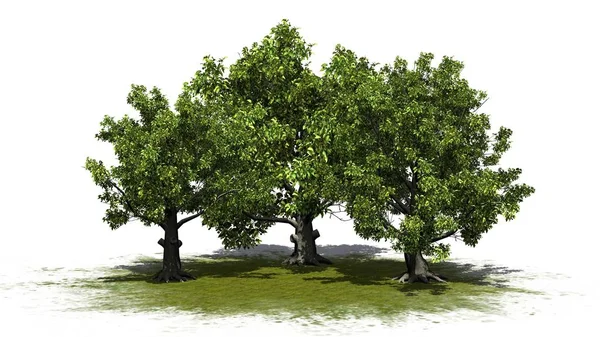 白い背景で隔離の緑豊かなエリアにいくつかの様々 なアメリカのブナの木 — ストック写真