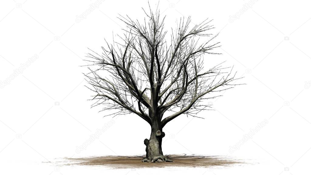 American Beech tree in the winter on a sand area - isolated on white background