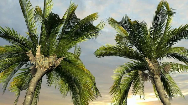 Palme Contro Cielo Concetto Festa Tropicale — Foto Stock