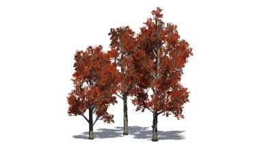 Kırmızı akçaağaç ağaç kümesinde gölge beyaz arka plan üzerinde izole kat - sonbahar