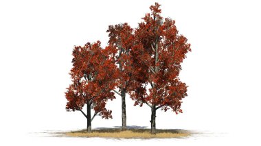 Kırmızı akçaağaç ağaç kümede beyaz arka plan üzerinde izole bir çim alan - Güz