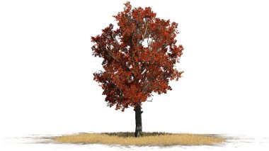 Beyaz arka plan üzerinde izole bir çim alan üzerinde-tek kırmızı akçaağaç ağaç Güz