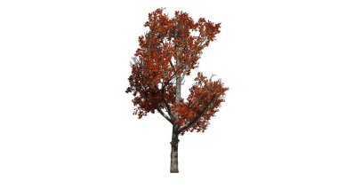 Güz - beyaz arka plan üzerinde izole kırmızı akçaağaç ağaç