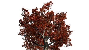 Taç sonbahar - beyaz arka plan üzerinde izole içinde kırmızı akçaağaç ağaç