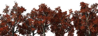 Güz - beyaz arka plan üzerinde izole kırmızı akçaağaç ağaçlarda taç