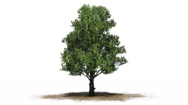 Akçaağaç ağaç beyaz arka plan üzerinde ayrılmış bir kum alanında-