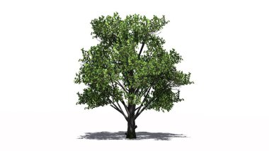 Yerdeki beyaz arka plan üzerinde ayrılmış - gölgeli tek şeker akçaağaç ağaç