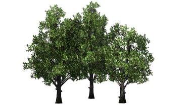 Akçaağaç küme - beyaz arka plan üzerinde ayrılmış