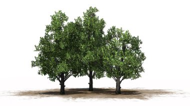 Bir kum alanı - beyaz arka plan üzerinde ayrılmış kümesinde şeker şurubu