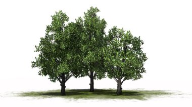 Bir yeşil alan - beyaz arka plan üzerinde ayrılmış kümesinde şeker şurubu