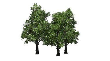 Beyaz arka plan üzerinde ayrılmış birkaç farklı şeker akçaağaç-