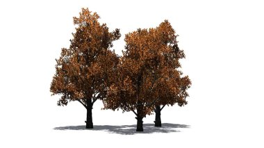 Katta - beyaz arka plan üzerinde ayrılmış gölge ile Sonbaharda akçaağaç küme