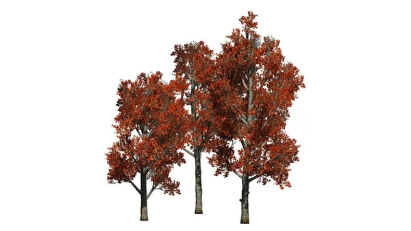 红色枫树集群在秋天 被隔绝在白色背景 — 图库照片
