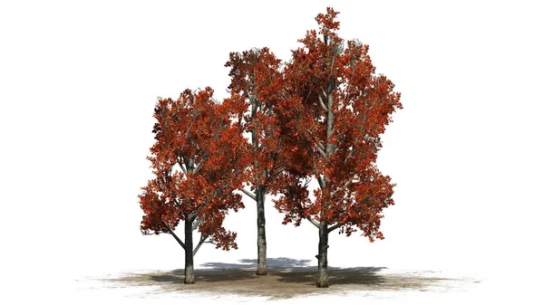 Kırmızı Akçaağaç Ağaç Kümede Bir Kum Alanı Beyaz Arka Plan — Stok fotoğraf