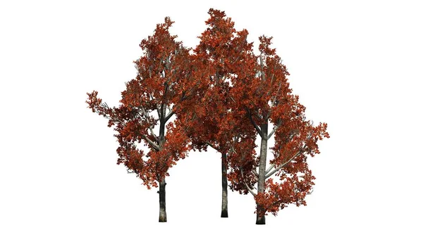 Několik Různých Stromů Červený Javor Podzim Izolované Bílém Pozadí — Stock fotografie