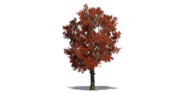 single Red Maple tree in fall with shadow on the floor - isolated on white background