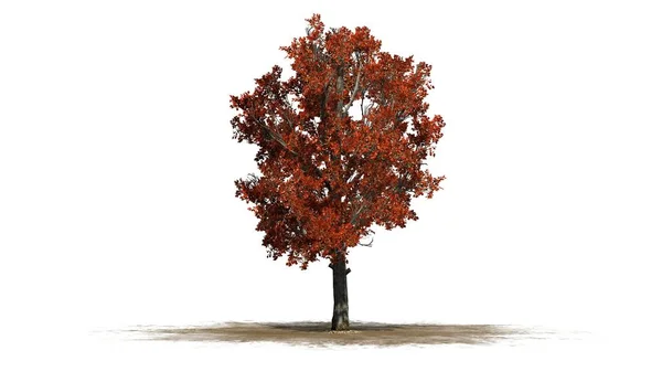唯一的红色枫树在秋天在沙子区域 被隔绝在白色背景 — 图库照片