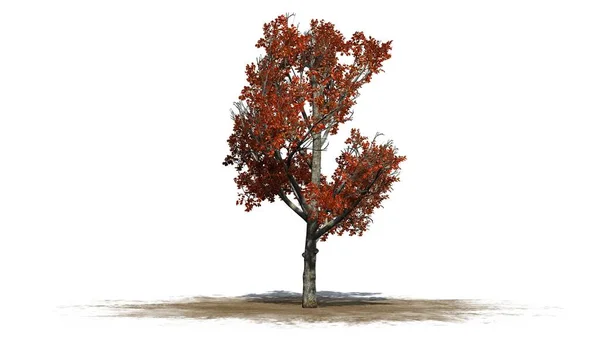 红色枫树在秋天在沙子区域 被隔绝在白色背景 — 图库照片