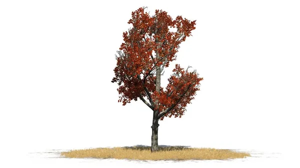 红色枫树在秋天在草区域 被隔绝在白色背景 — 图库照片